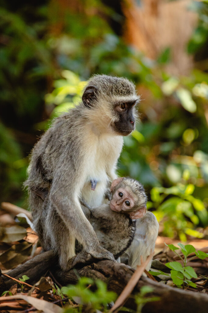 Meerkatzenmama mit Baby