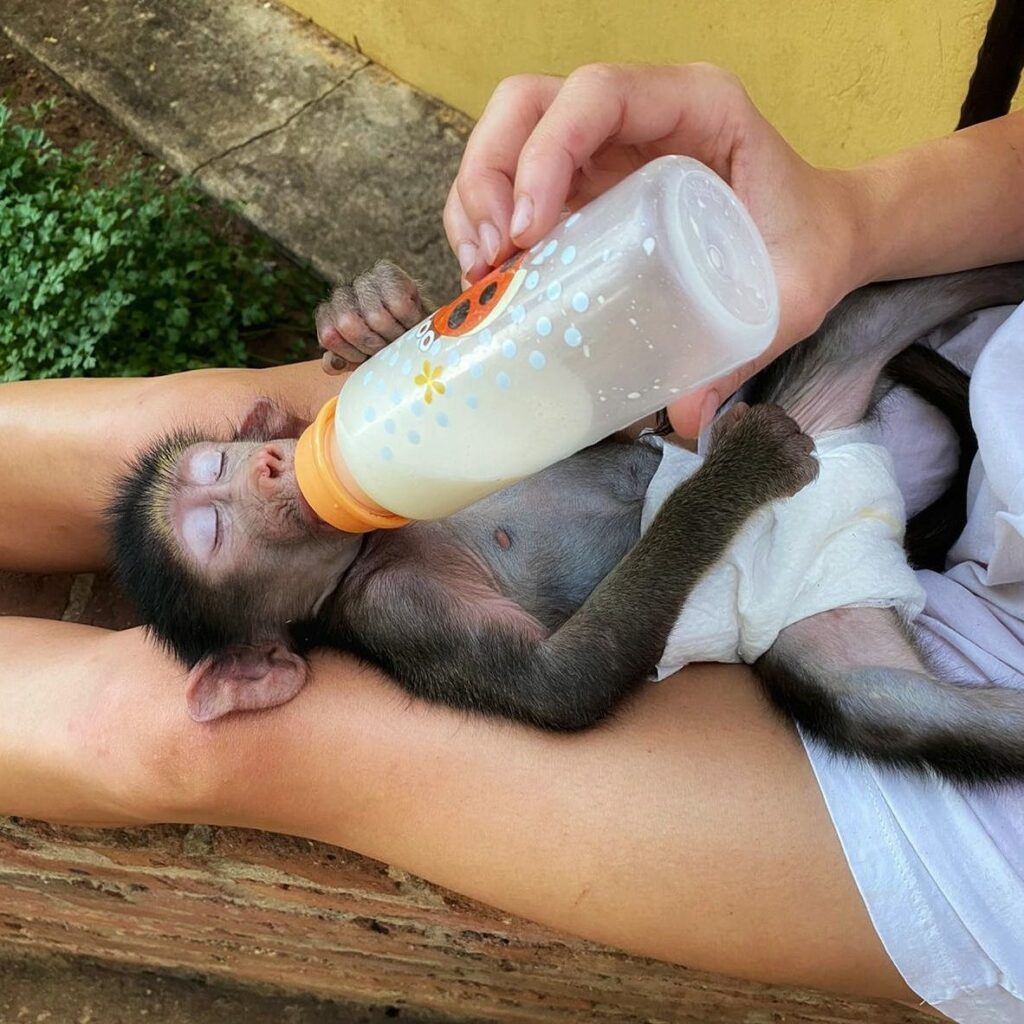 Affenbaby trinkt aus Milchflasche